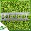 High Quality Frozen Iqf Greenbell Pepper Sliced Diced
