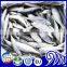 Fresh Frozen Horse Mackerel Fish whole round small eye scad