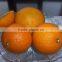 New Fresh Navel orange Price with Good Quality