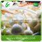 Edible fresh enoki mushrooms