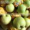 2016 fresh golden pear