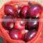 Red & Yellow egyptian onion