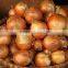 Agriculture - Fresh Vegetables- Fresh Yellow Onion