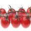 2016 trending products high seed germination red round tomato seeds to plant