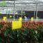 15x20cm Yellow Dual Sticky Fly Traps for Aphid Insects White Flies, Aphids, Fungus Gnats