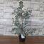 Plastic mini podocarpus tree bonsai