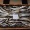 sea frozen best price light catching sardina for market