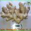 70g - 100g Fresh Taro/Fresh taro exports Europe and the United States