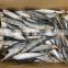 Wholesale IQF frozen sardine for fishing bait