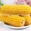 Sinocharm BRC A approved IQF Sweet Corn On The Cob Frozen Sweet Corn On The Cob