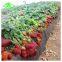 Agriculture Black/Silver Greenhouse Plastic Mulch Film for Strawberry