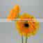 High grade Champagne mini yellow daisy gerbera flower