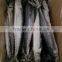 Frozen whole round IQF frozen Spanish mackerel fish