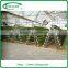 EU model multi span plastic tunnel greenhouse