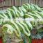 Delicious and high Nutritional wasabi
