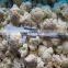 frozen decorating cauliflower florets export to Japan and Europe