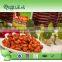 Dried meterial canned pinto beans with good quality