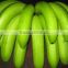 Fresh Cavendish Banana 13.1 Kgs Carton Boxes