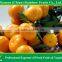 agriculture products to sale mandarin oragnes