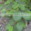 GMP Certified Factory Supply Natural Kava Extract with Top Quality