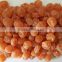 dried kumquat