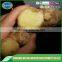 Good price dried ginger