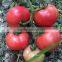 Chinese Hybrid Heat Resistant Pink Red Tomato Seeds for Sale