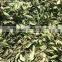 Green Dried Bay Leaf