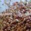 Kulthi Dry Extract