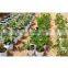 Outdoor Agricultural Inexpensive Poly Recycling Grow Bag