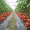 F1 unlimited growth type hybrid tomato seeds