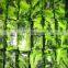 Sinocharm New Season BRC A Approved Non-Worm Green Vegetable BQF Bok Choy