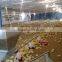 ISO9001 qualified automatic broiler poultry shed design