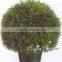 Wholesale Price Artificial Bonsai Plant Topiary Ball Bonsai Boxwood Ball Potted Plant