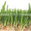 Barley Fodder