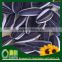 Sell Dried Large Size Common Fresh Sunflower Seeds 909(22/64)