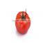 Unlimited Hot Sale Red Hybrid F1 Tomato Seeds in Greenhouse