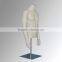 2015 Fashion dress forms half torso mannequin sale
