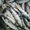 Frozen W/R Pacific Mackerel Good-quality Fresh fish Seafood