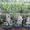 Stone Bonsai Podocarpus Macrophyllus for Decoration