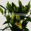 Fragrant aroma crazy selling fresh cut flowers the yellow king lily with high quality service from china farms