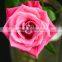 Export Fresh Cut Rose Flower Best Selling Fresh Rose Banquets For Wedding Decoration