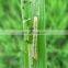 63% Monosultap 6% Bt control striped rice borer rapid killing effect