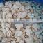 Sinocharm BRC-A Approved 4-6mm IQF Champignon Mushroom Sliced Frozen Champignon