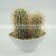 Real touch decorative cactus plants for home /office/living room