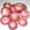 Red/Pink colour fresh onion