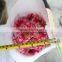 Colorful hotsell fresh cut gerbera flower