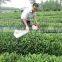 Shrub Trimmer