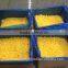 Jintong Quick Free IQF Yellow Peach Cube