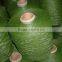 Knitting Loom Plastic Yarn, Artificial Grass, Computerized Flat Knitting Machine Sales, Changshu Textile Machinery Manufacturer